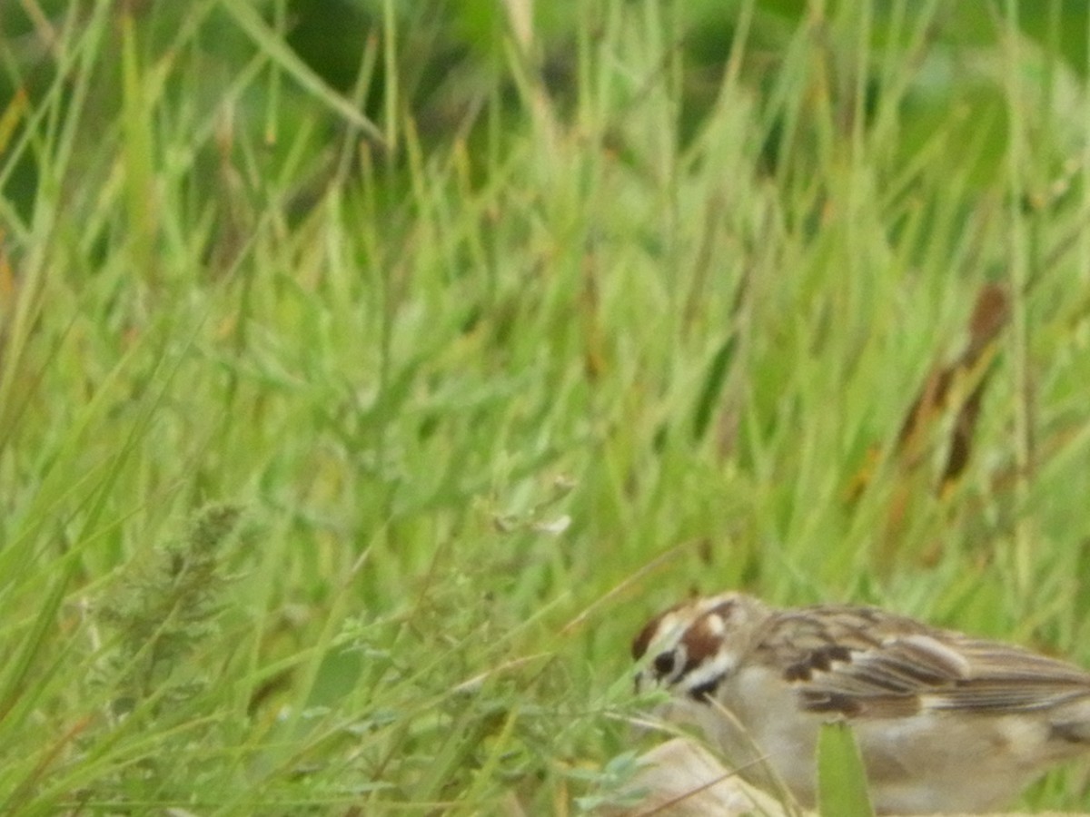 Lark Sparrow - ML169078431