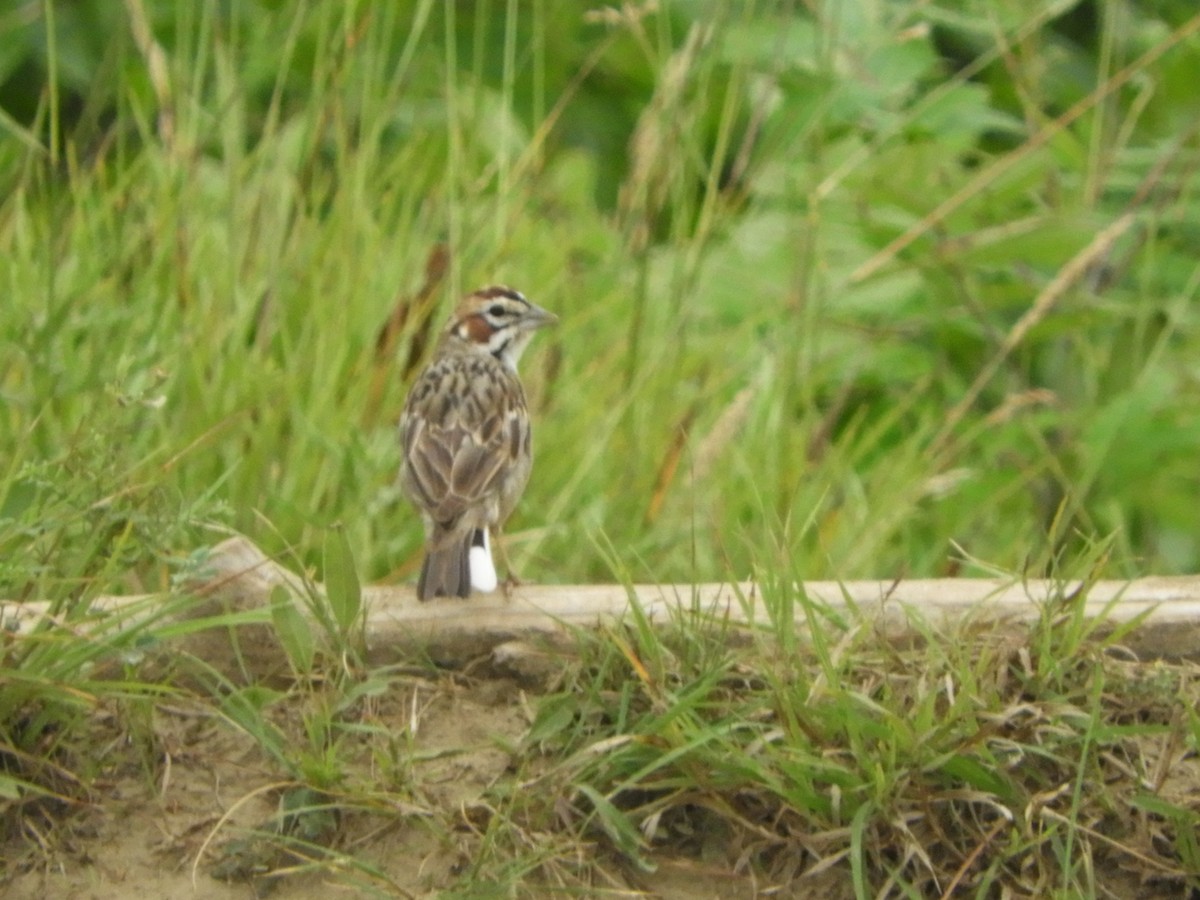 Lark Sparrow - ML169078441