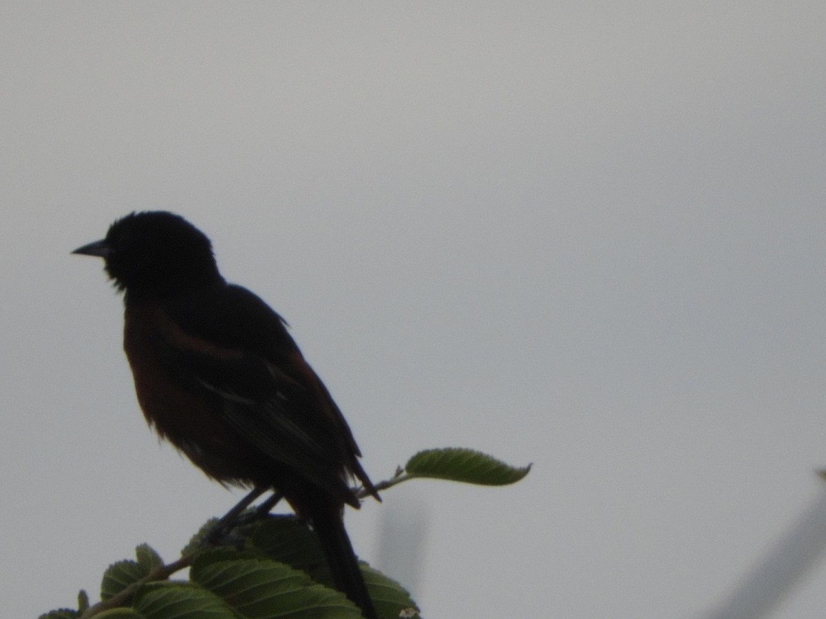 Orchard Oriole - ML169078461