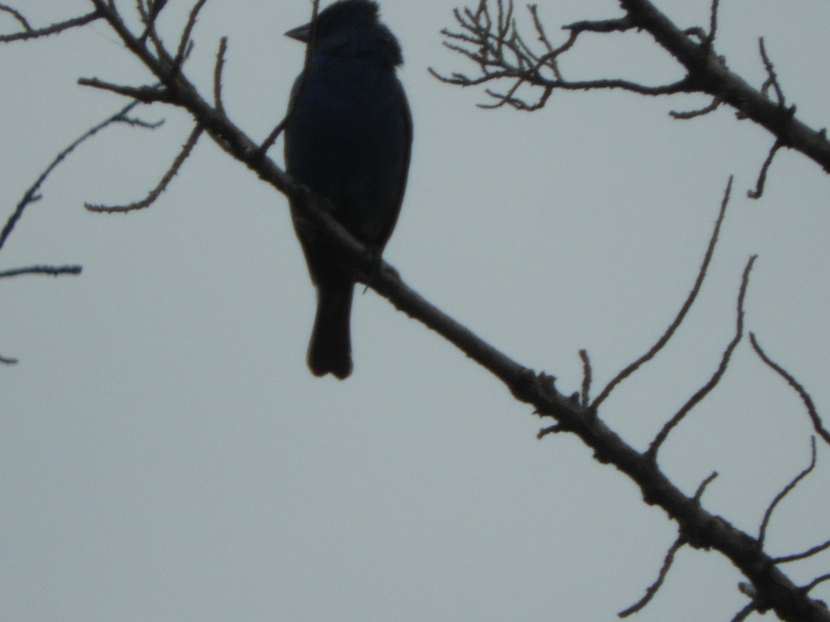 Indigo Bunting - ML169078491