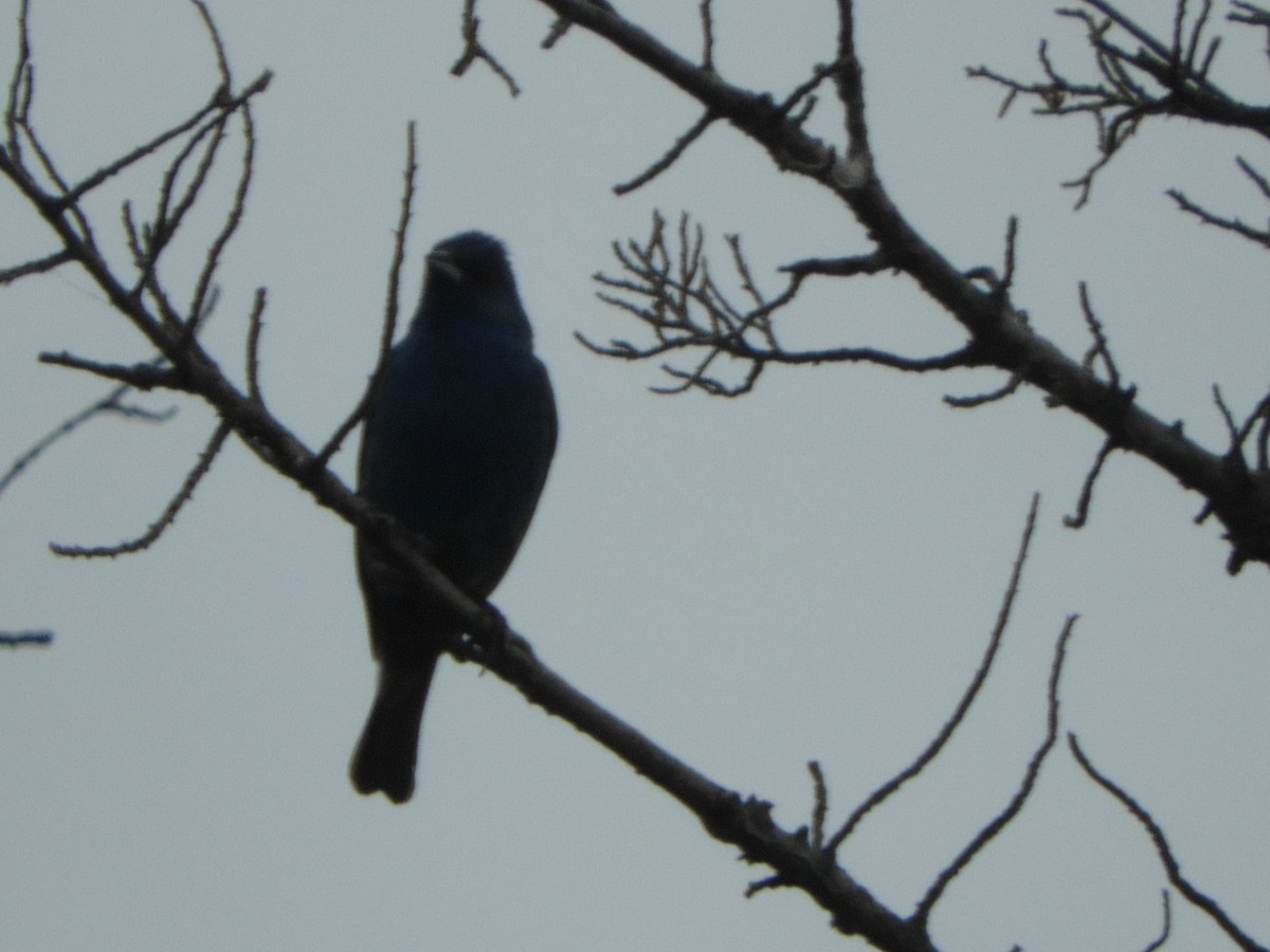 Indigo Bunting - ML169078551