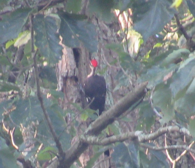 Pileated Woodpecker - ML169078921
