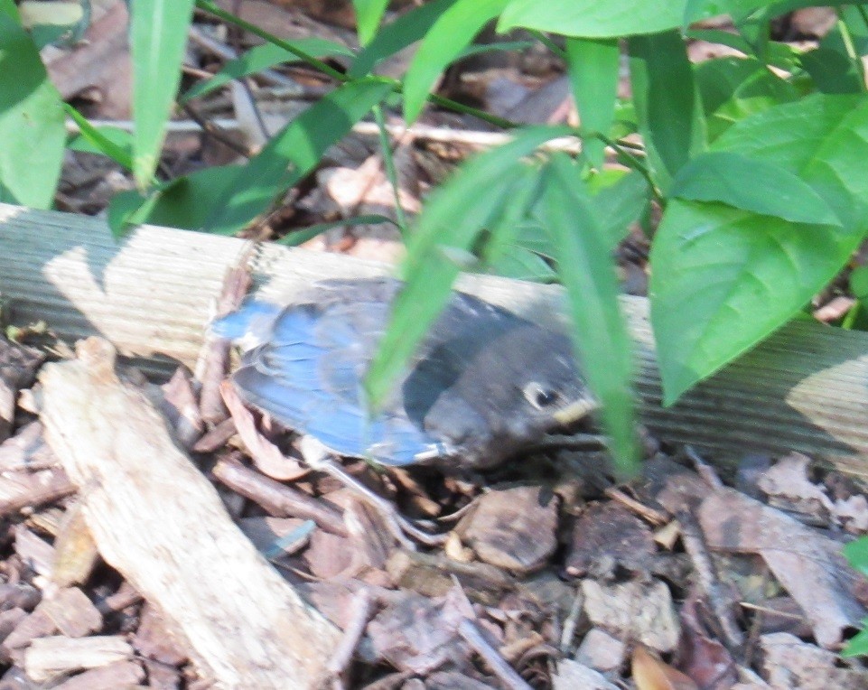 Eastern Bluebird - ML169078991