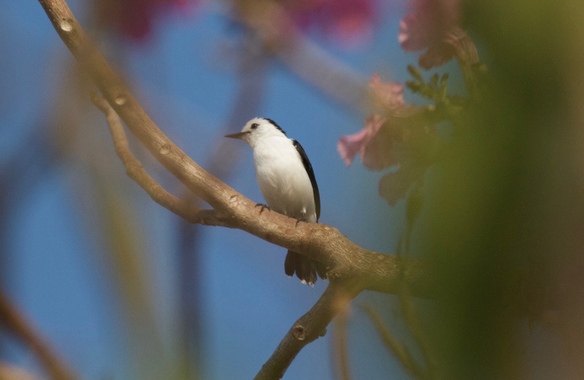 Pied Water-Tyrant - ML169079871