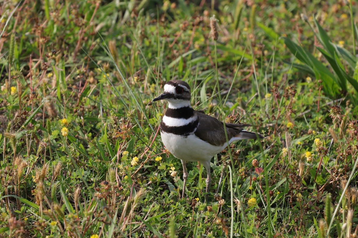 Killdeer - ML169080481