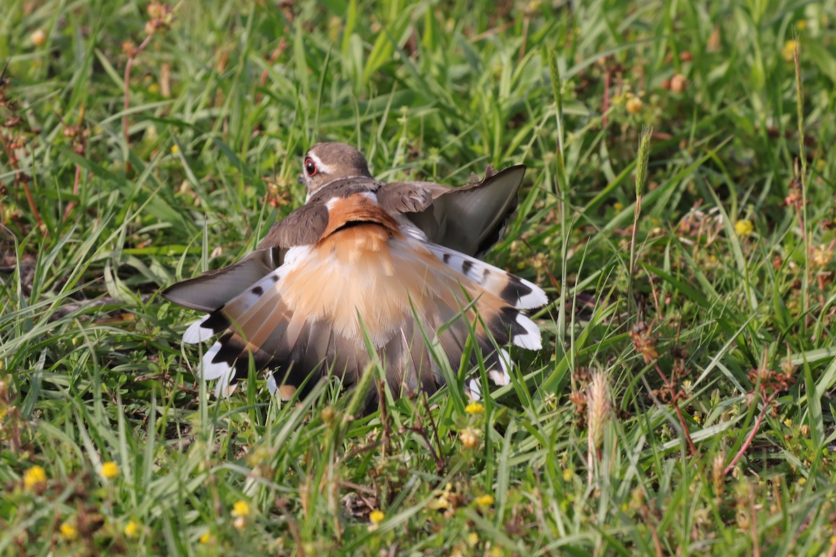 Killdeer - ML169080861