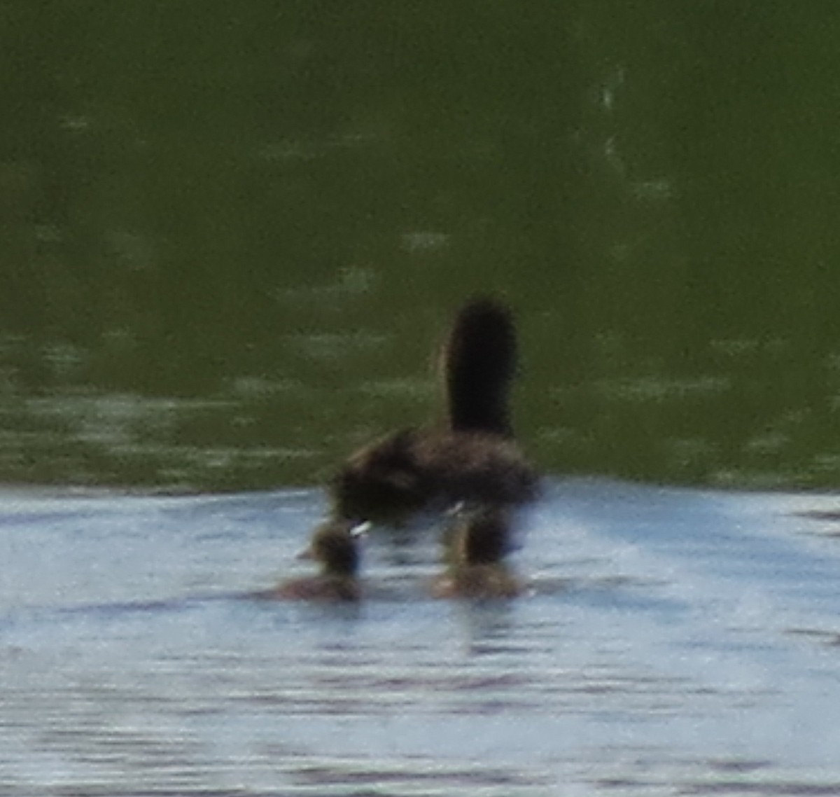 American Wigeon - ML169081371