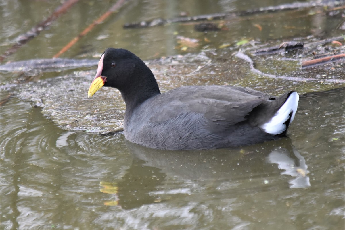 Red-fronted Coot - Bruce Mast