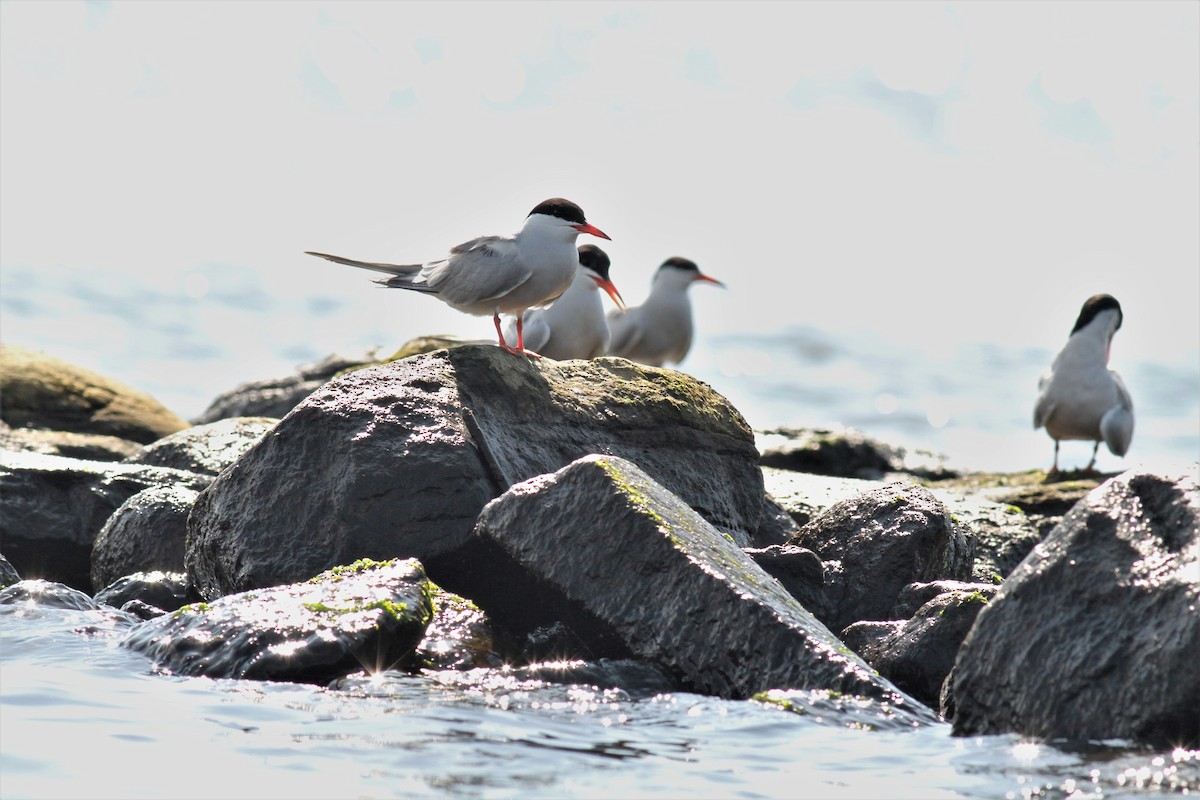 Common Tern - ML169082001