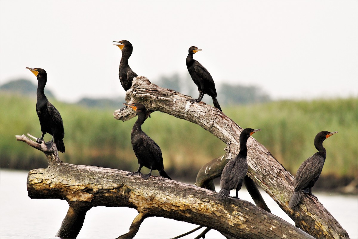 Double-crested Cormorant - ML169082081