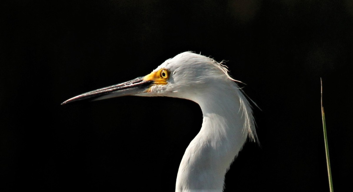 Snowy Egret - ML169082121