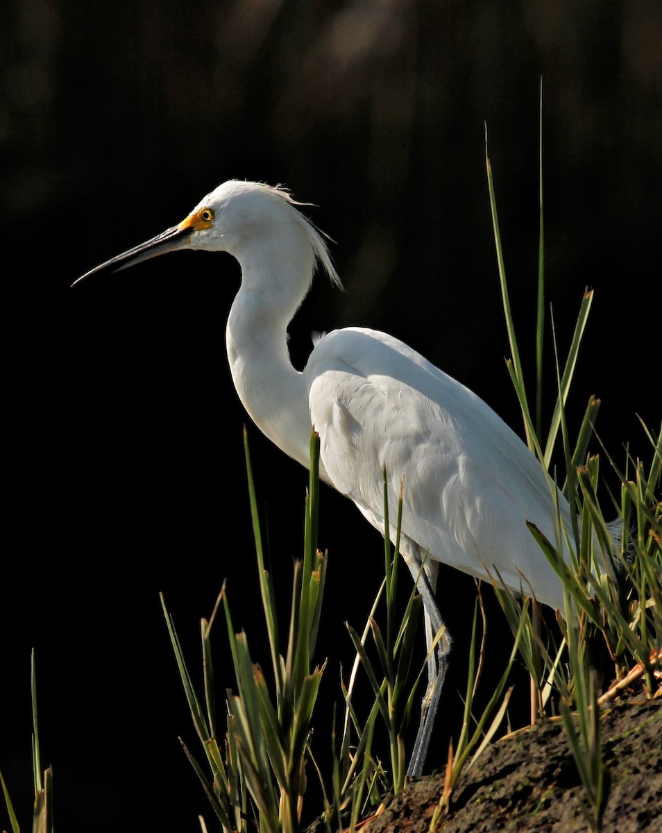 Snowy Egret - James Sherwonit