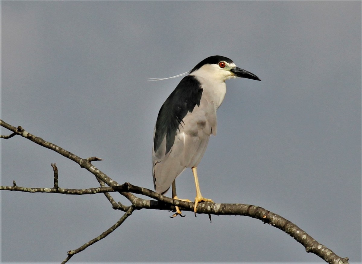 Black-crowned Night Heron - ML169082201