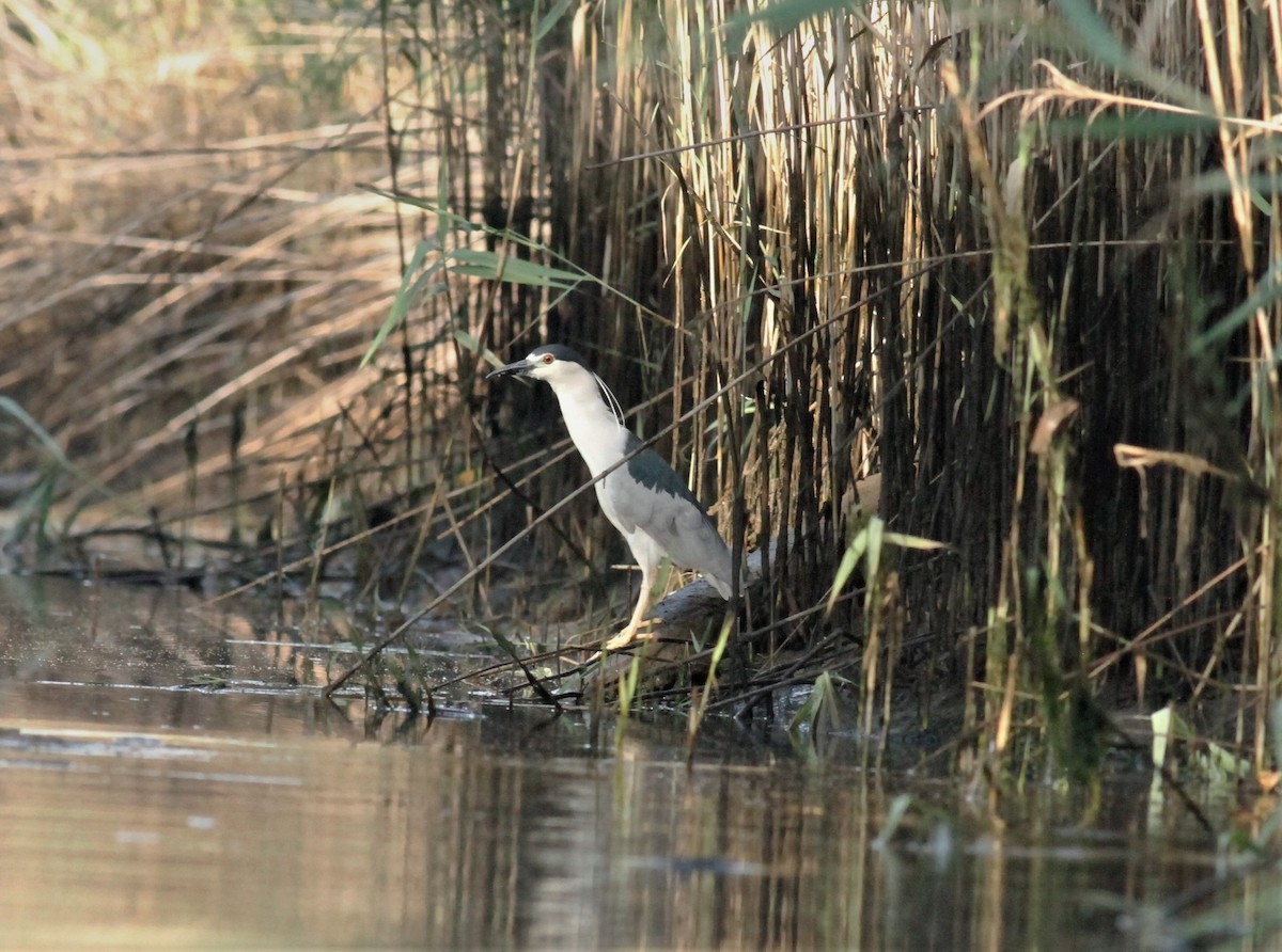 Black-crowned Night Heron - ML169082231