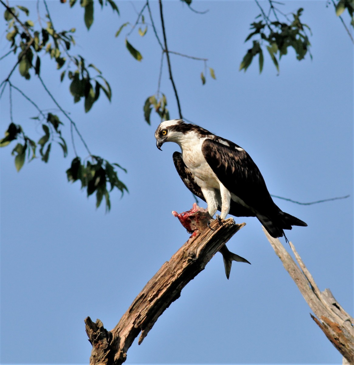 Águila Pescadora - ML169082291