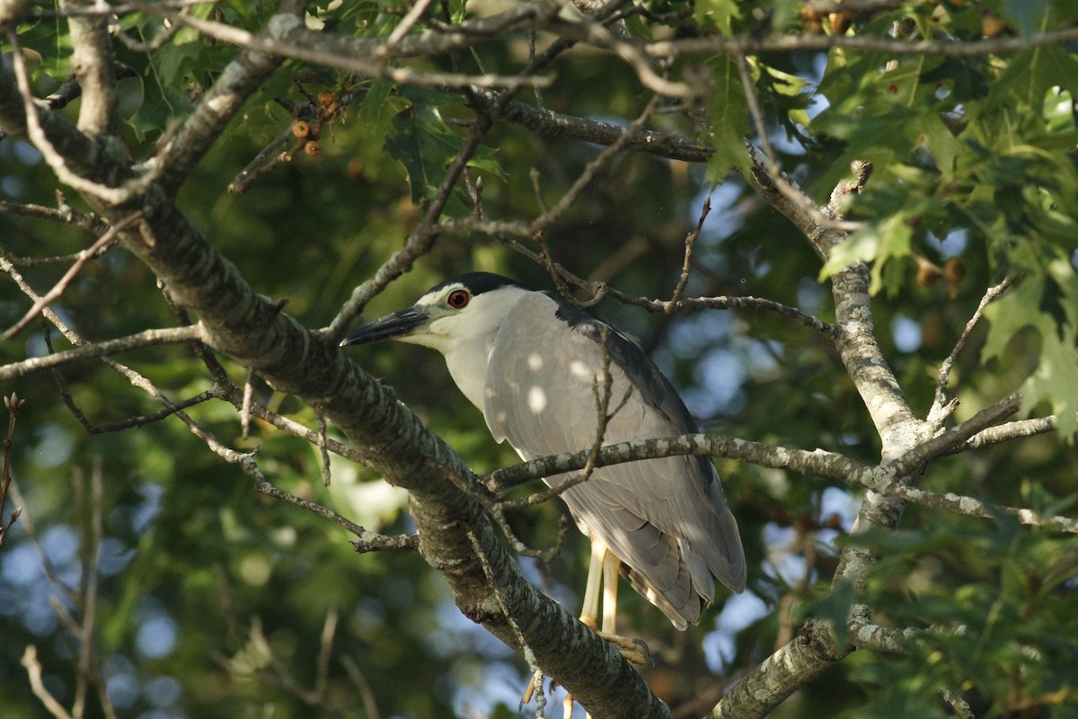 Black-crowned Night Heron - ML169082301