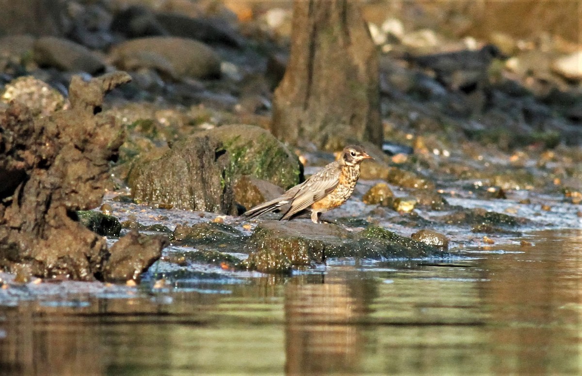 American Robin - ML169082371