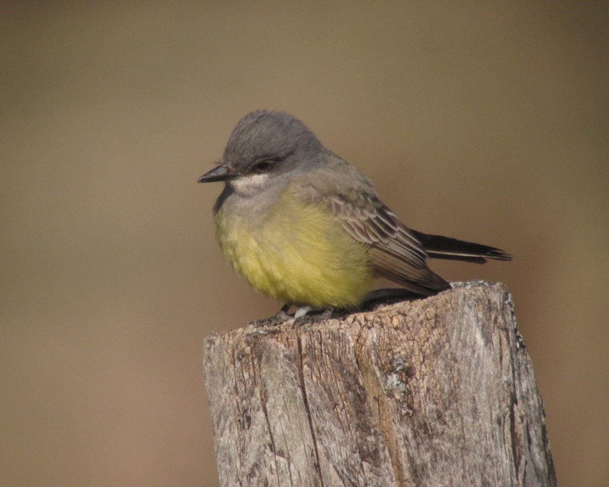 Cassin's Kingbird - ML169083751