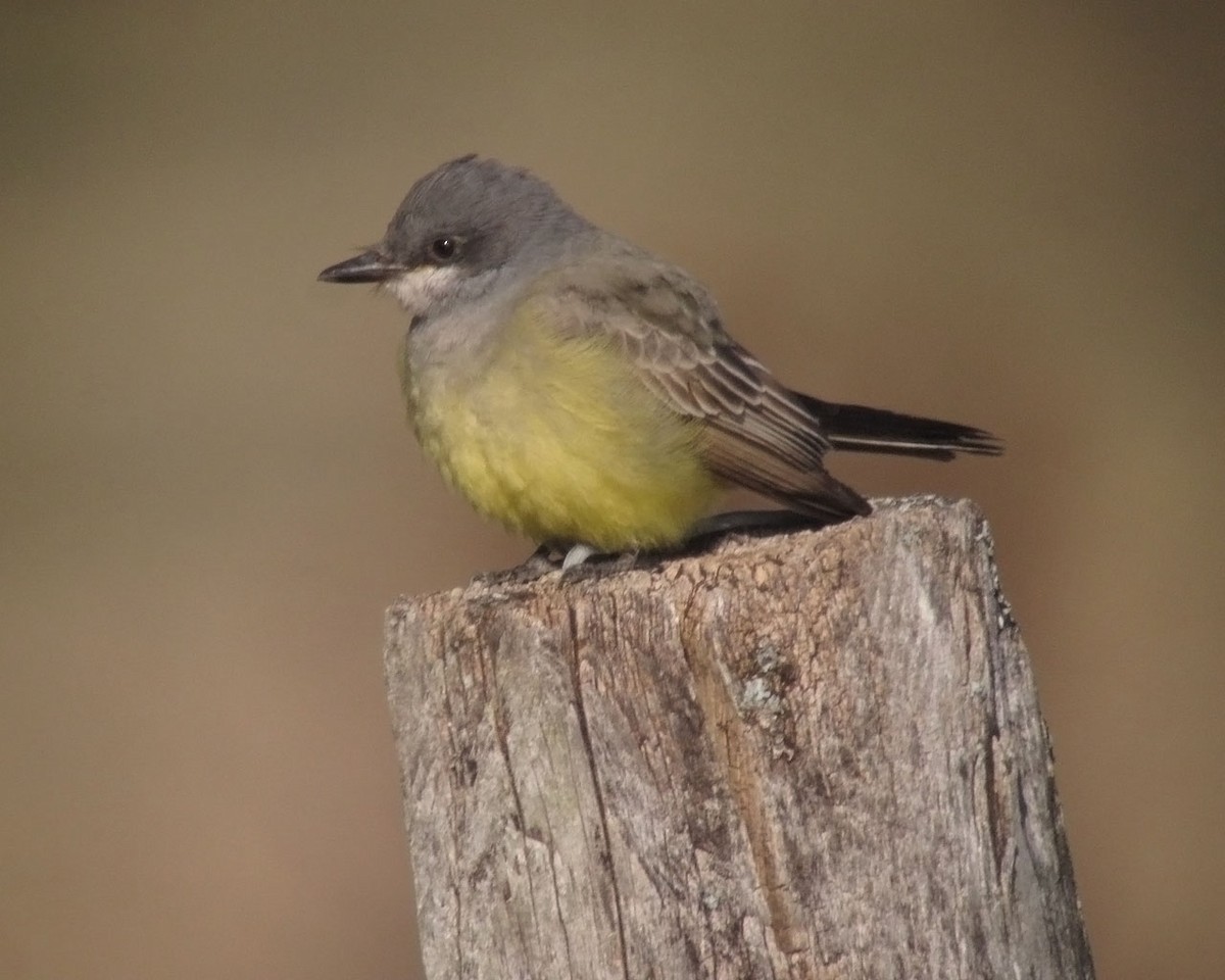 Cassin's Kingbird - ML169083761