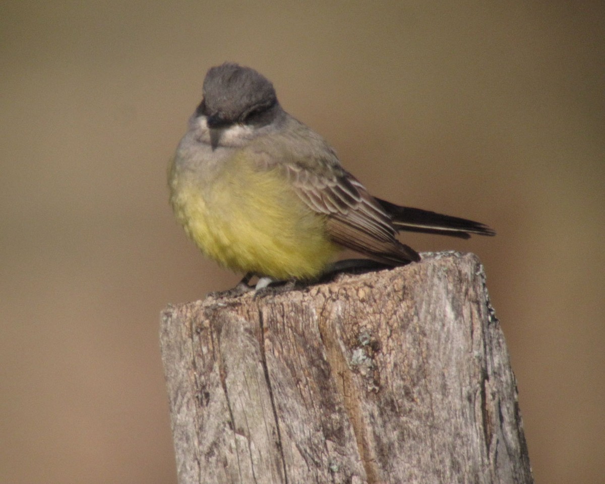 Cassin's Kingbird - Erik Nielsen