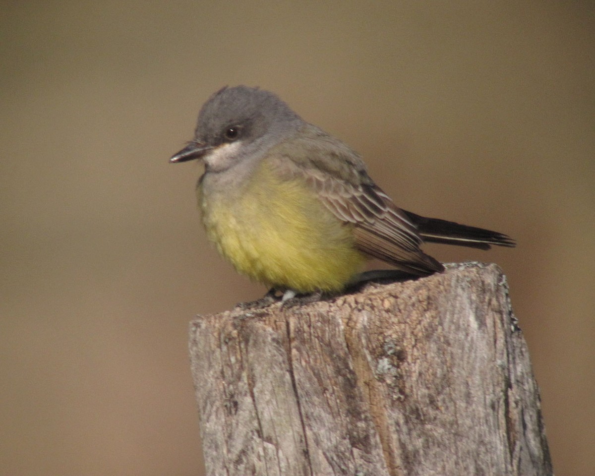 Cassin's Kingbird - ML169083781