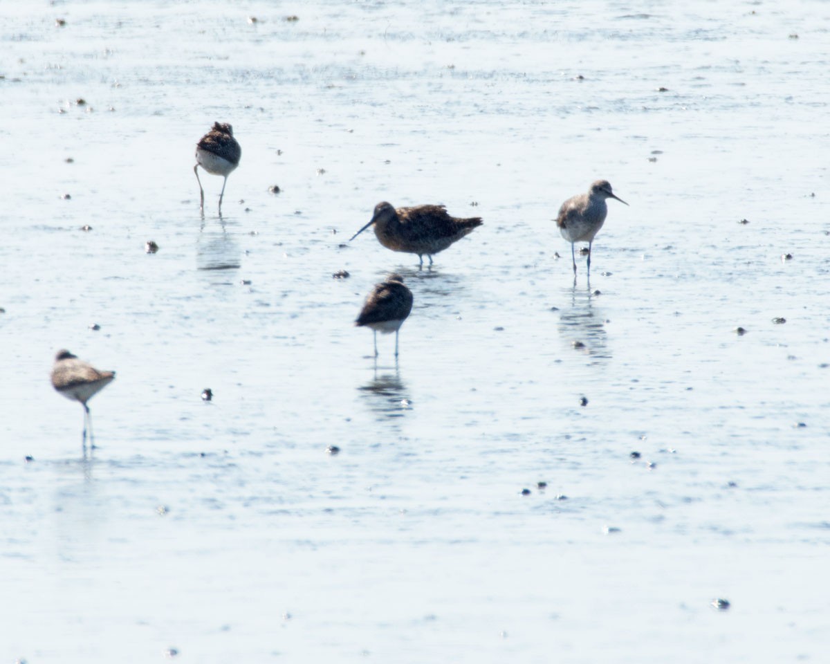 Short-billed Dowitcher - ML169084101