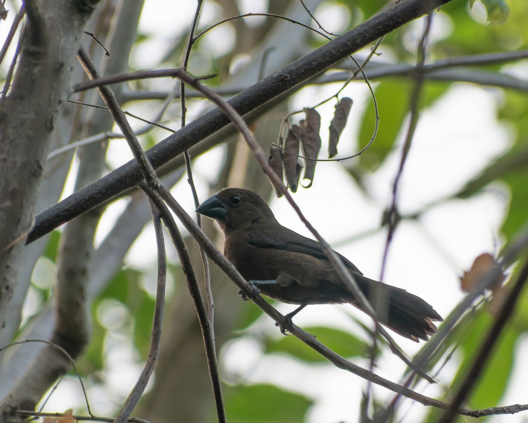Thick-billed Seed-Finch - ML169086651