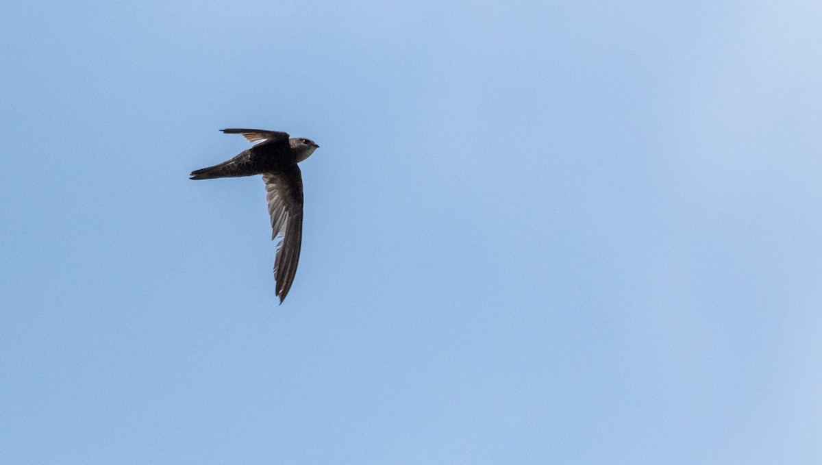 Mottled Swift - ML169086811