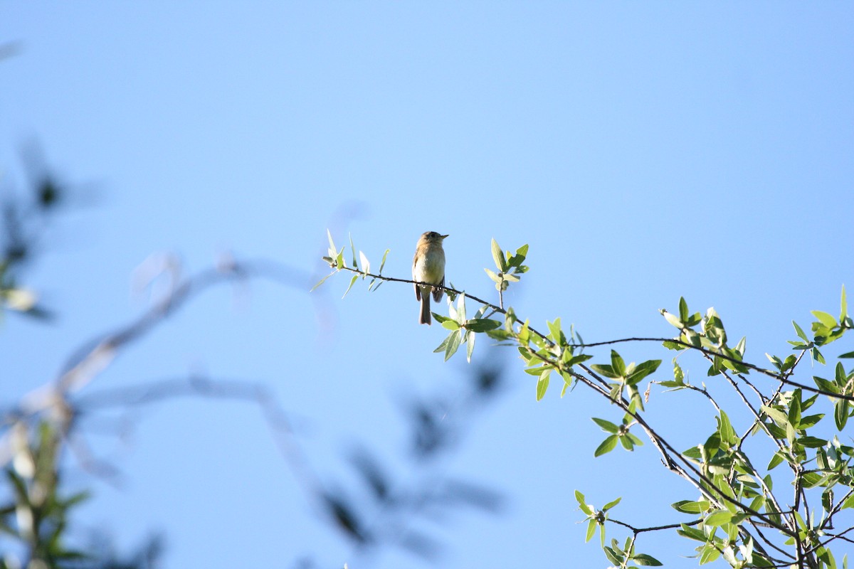 Buff-breasted Flycatcher - ML169088431