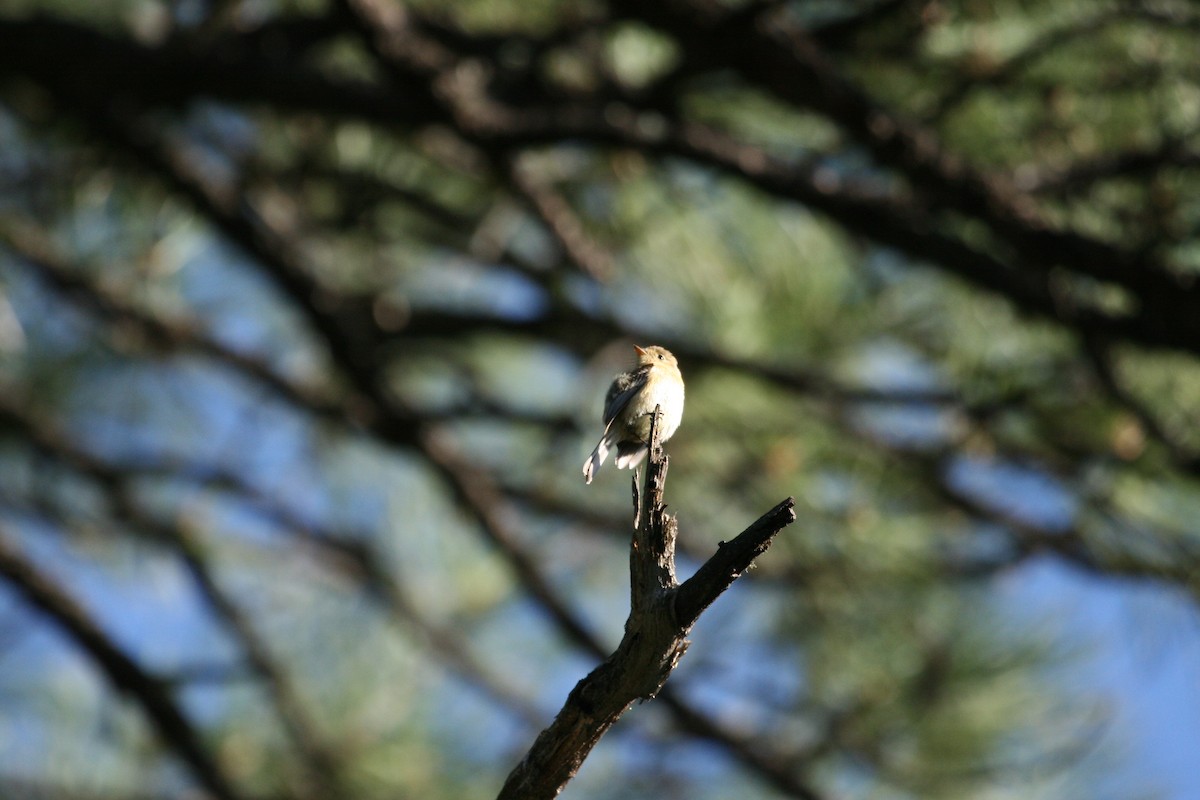 Buff-breasted Flycatcher - ML169088561