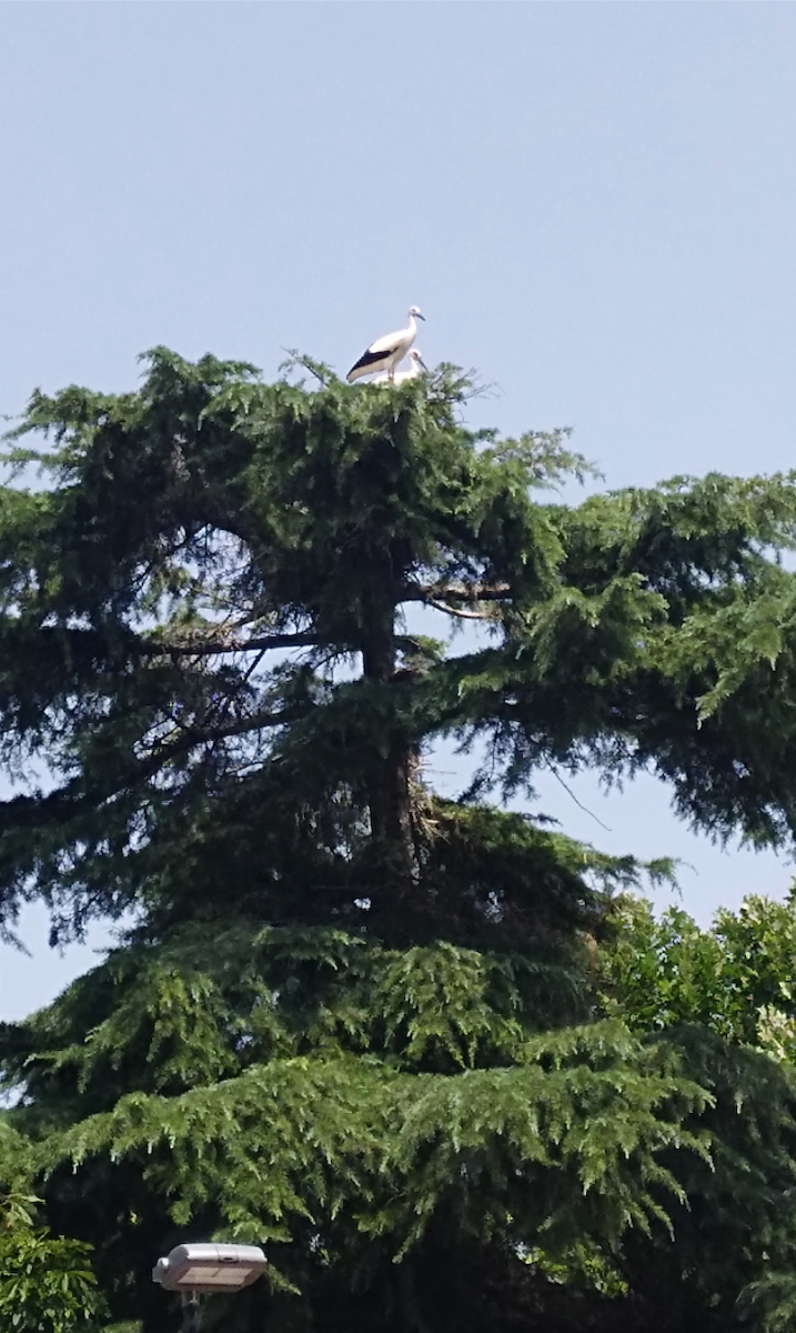 White Stork - ML169089611