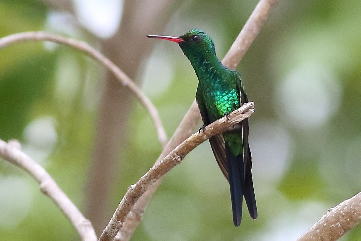 Cozumel Emerald - Mark L. Hoffman