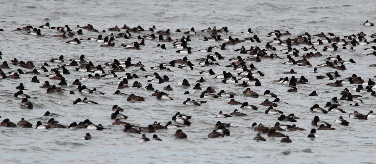 Greater Scaup - H. Resit Akçakaya