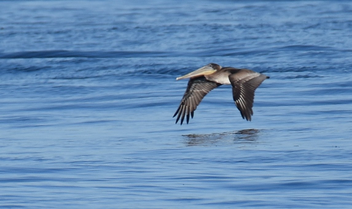 Brown Pelican - Jason Vassallo