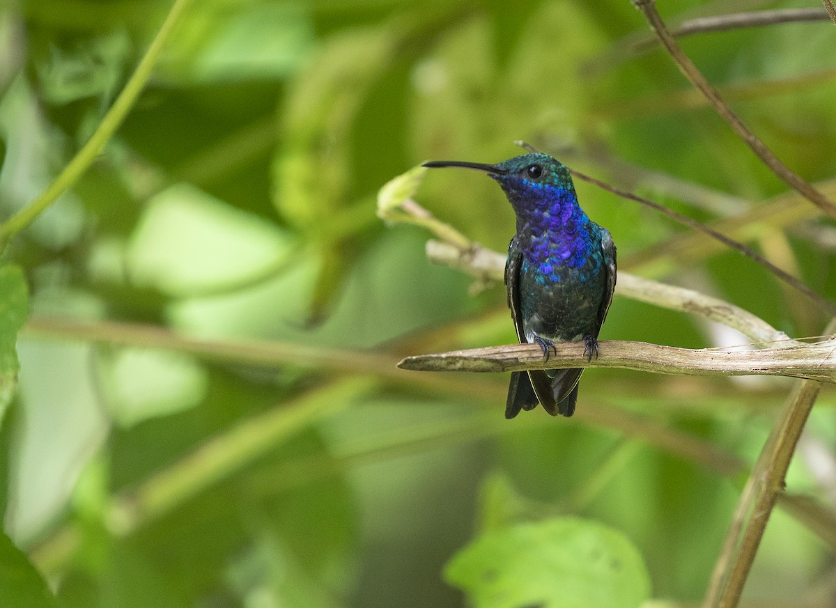 Sapphire-throated Hummingbird - Anonymous