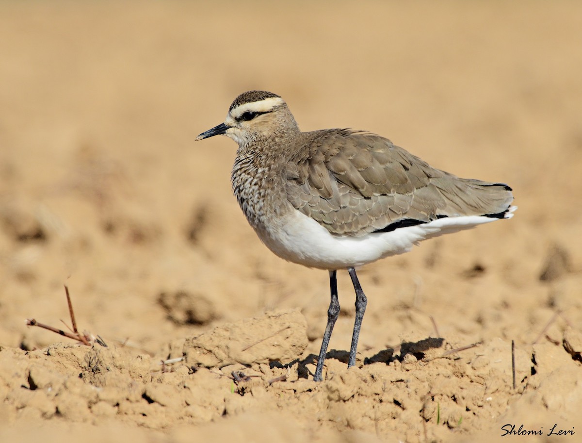 Sociable Lapwing - ML169093671