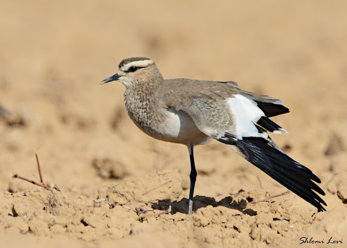 Sociable Lapwing - ML169093911