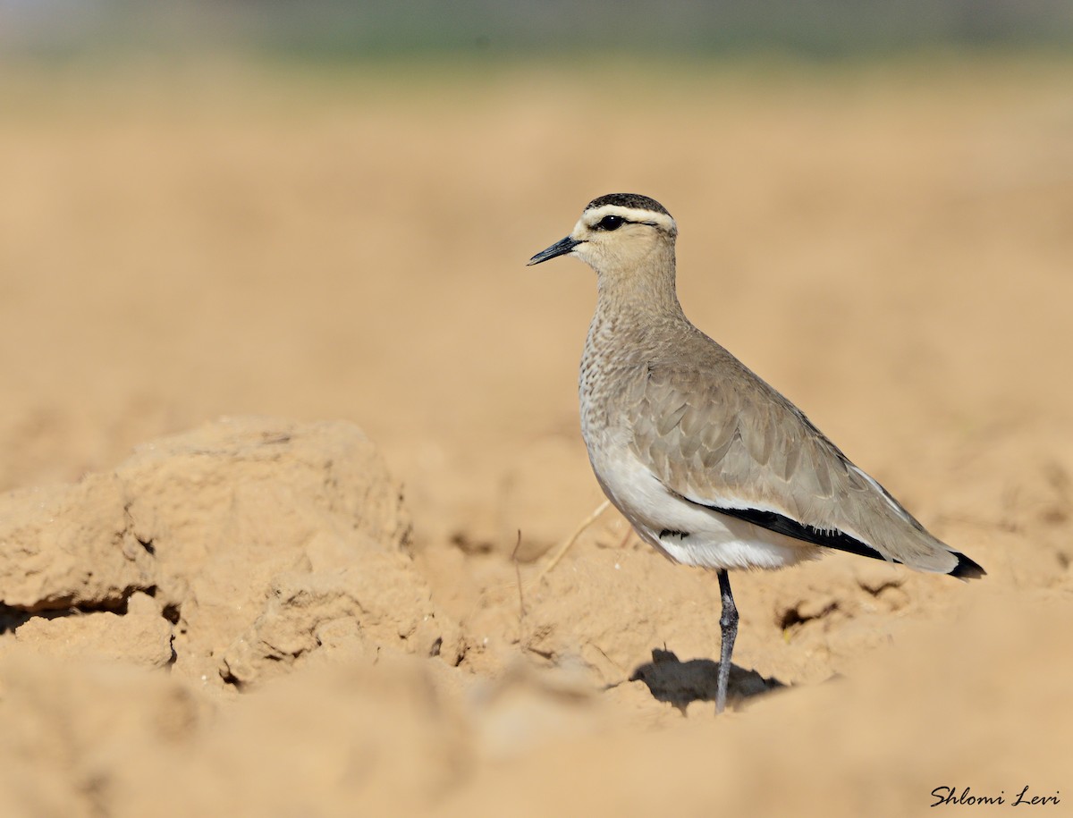 Sociable Lapwing - ML169094141