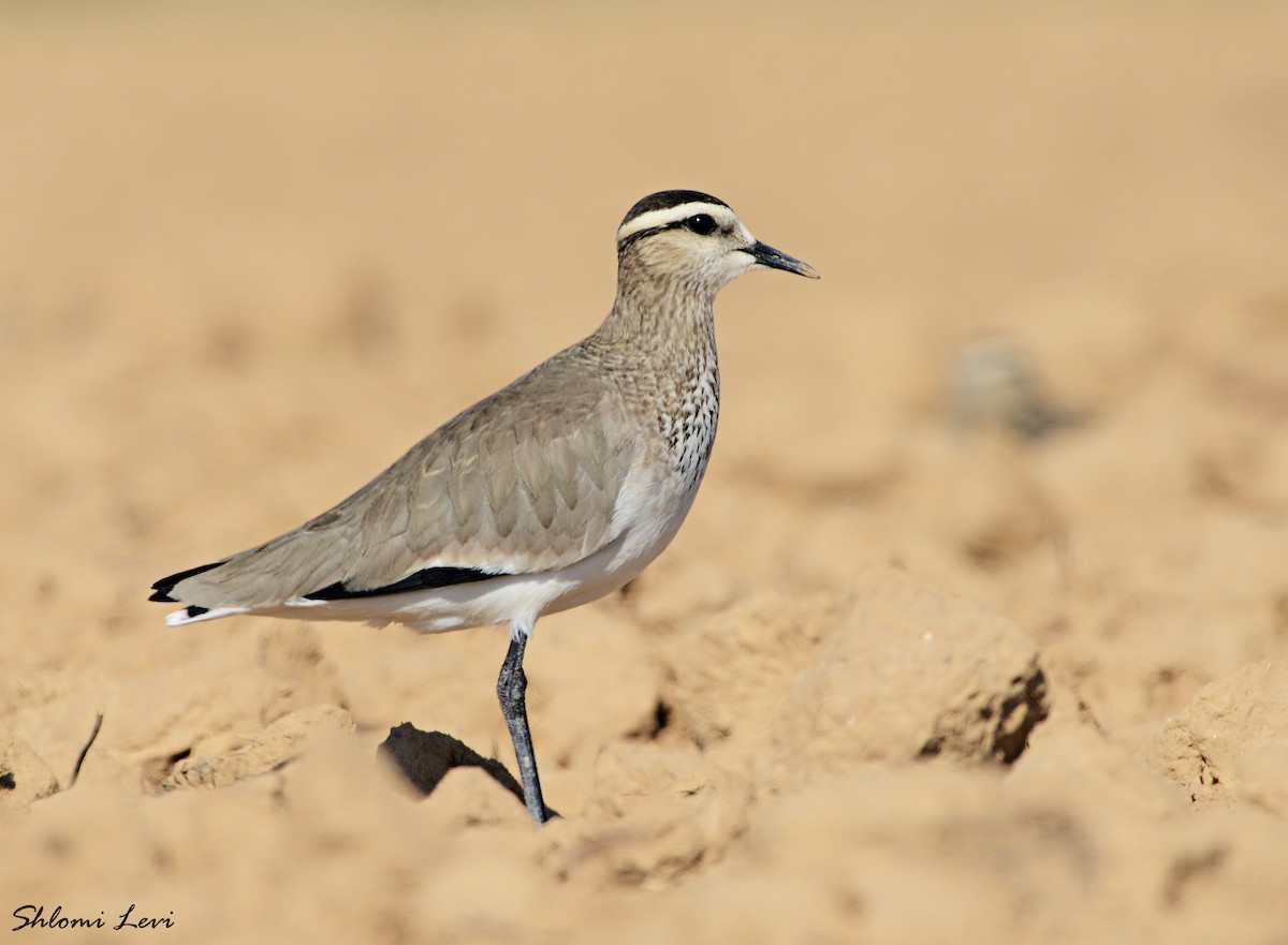 Sociable Lapwing - ML169094251