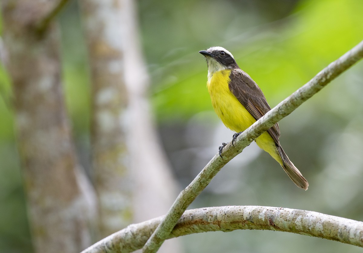 Rusty-margined Flycatcher - Anonymous
