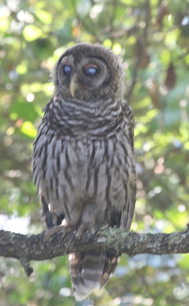 Barred Owl - Bruce  Purdy