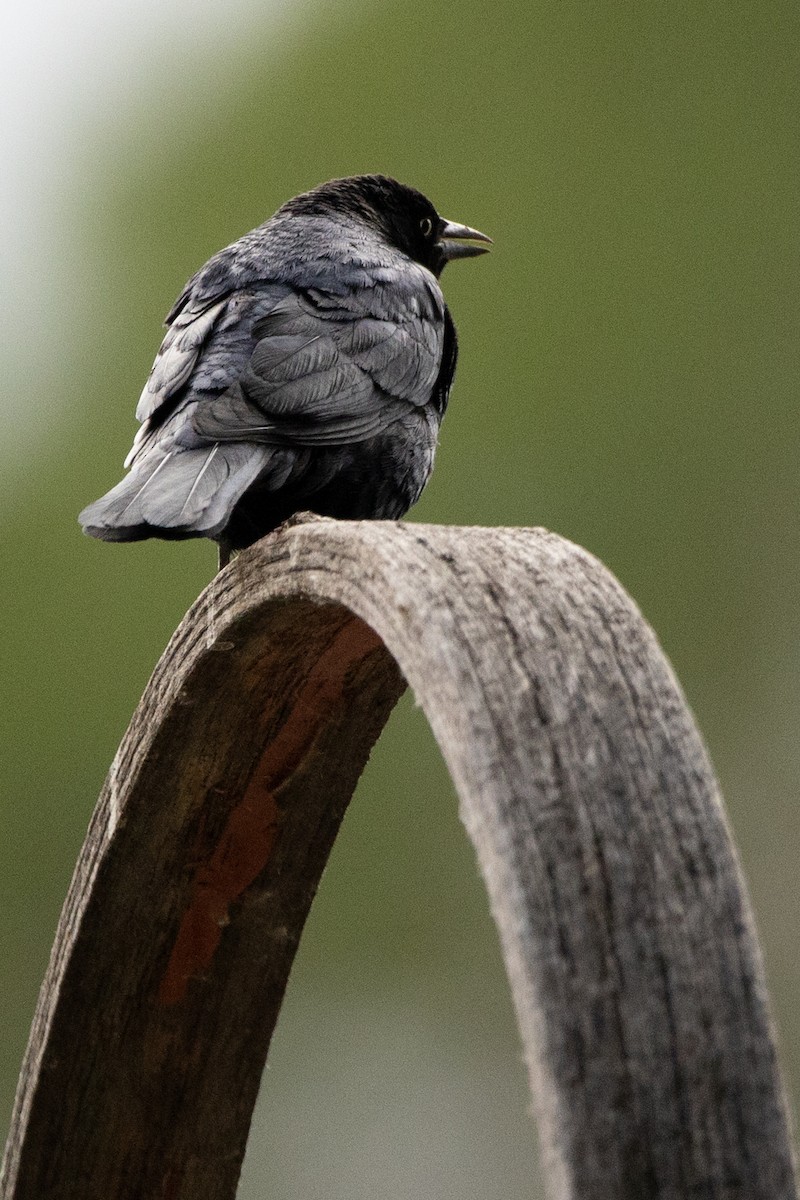 Brewer's Blackbird - ML169097871