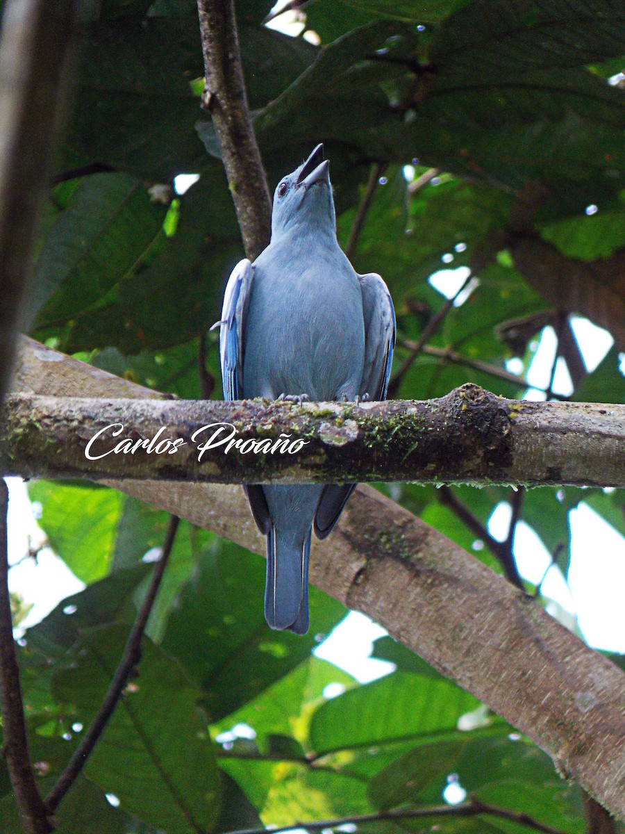 Blue-gray Tanager - ML169098121
