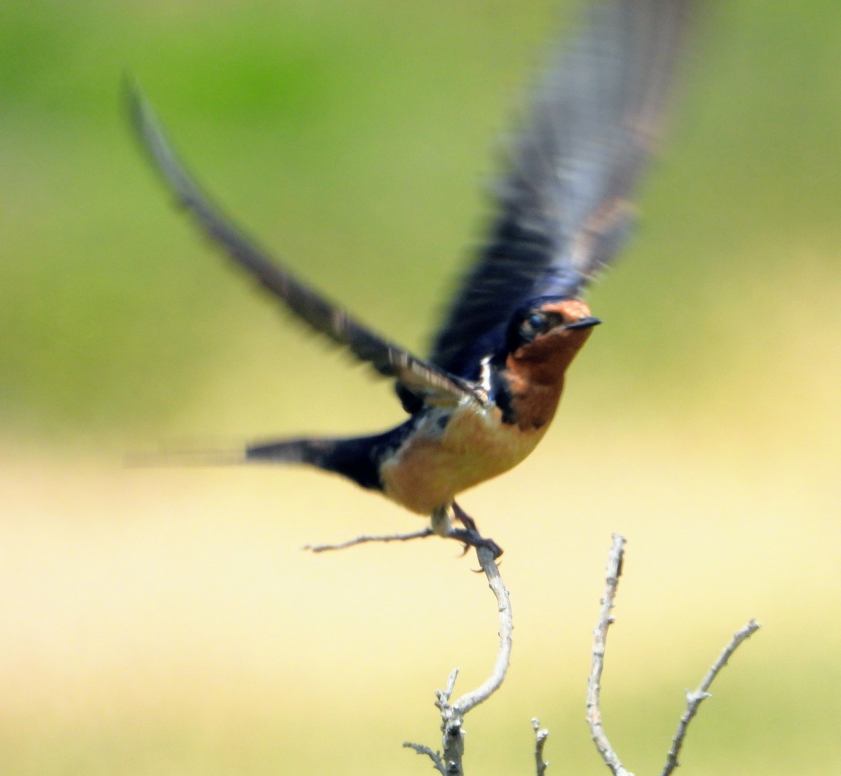 Hirondelle rustique (erythrogaster) - ML169099981