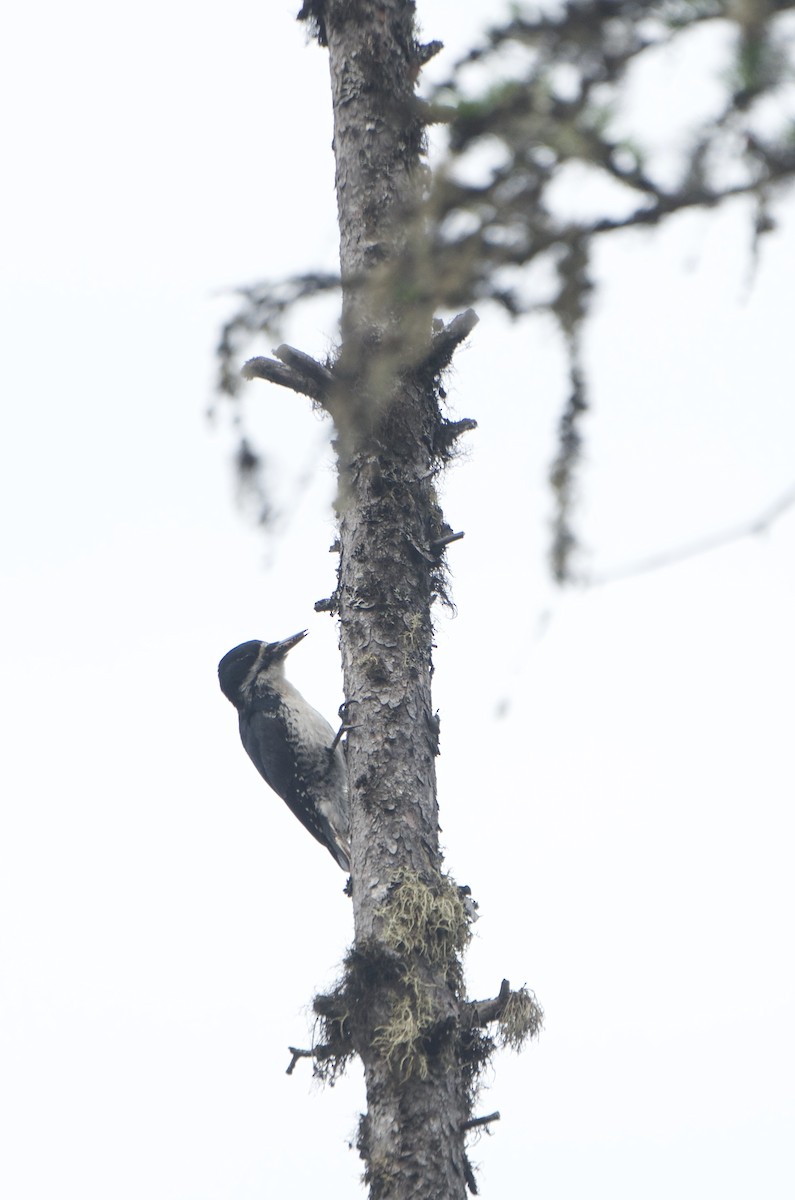 Black-backed Woodpecker - ML169100061