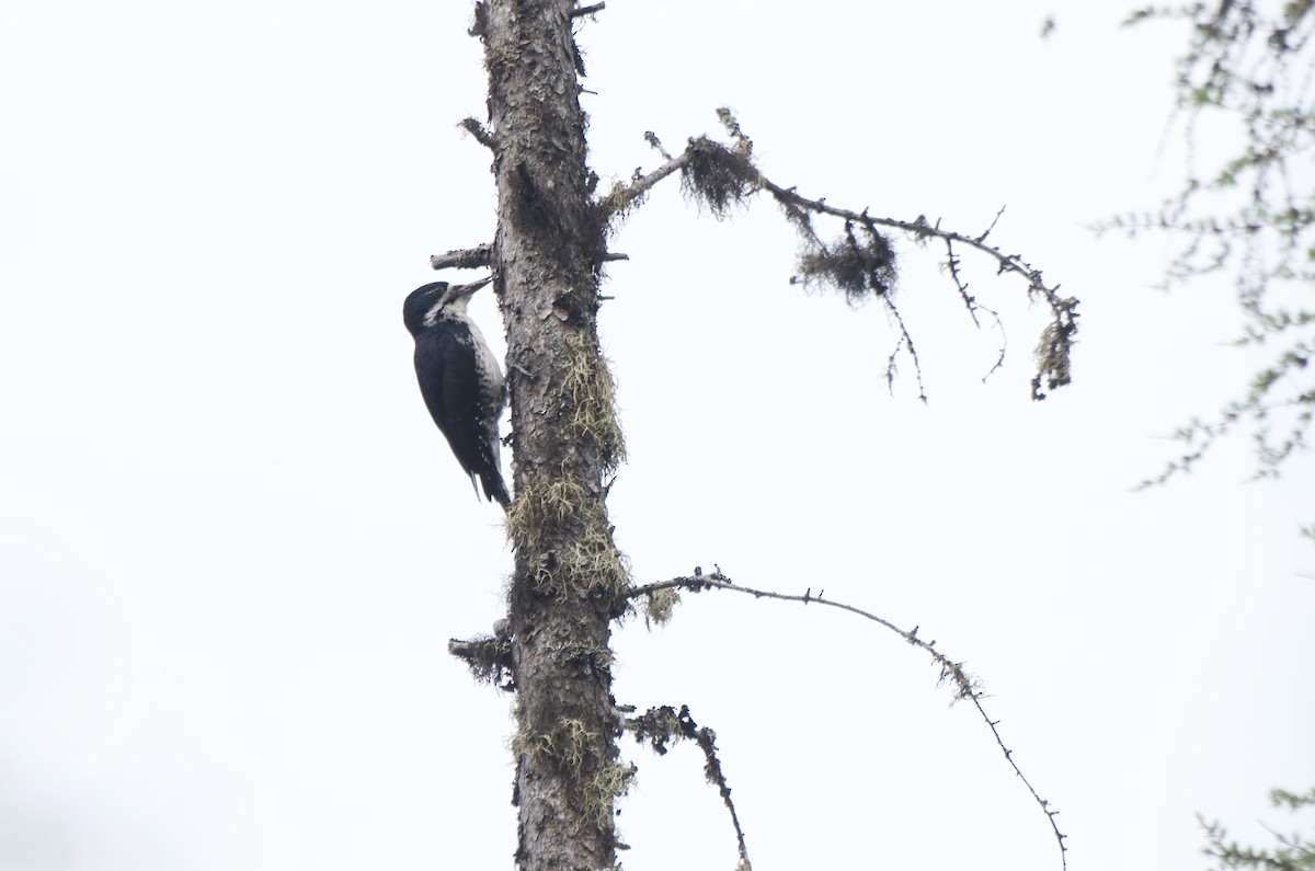Black-backed Woodpecker - ML169100091
