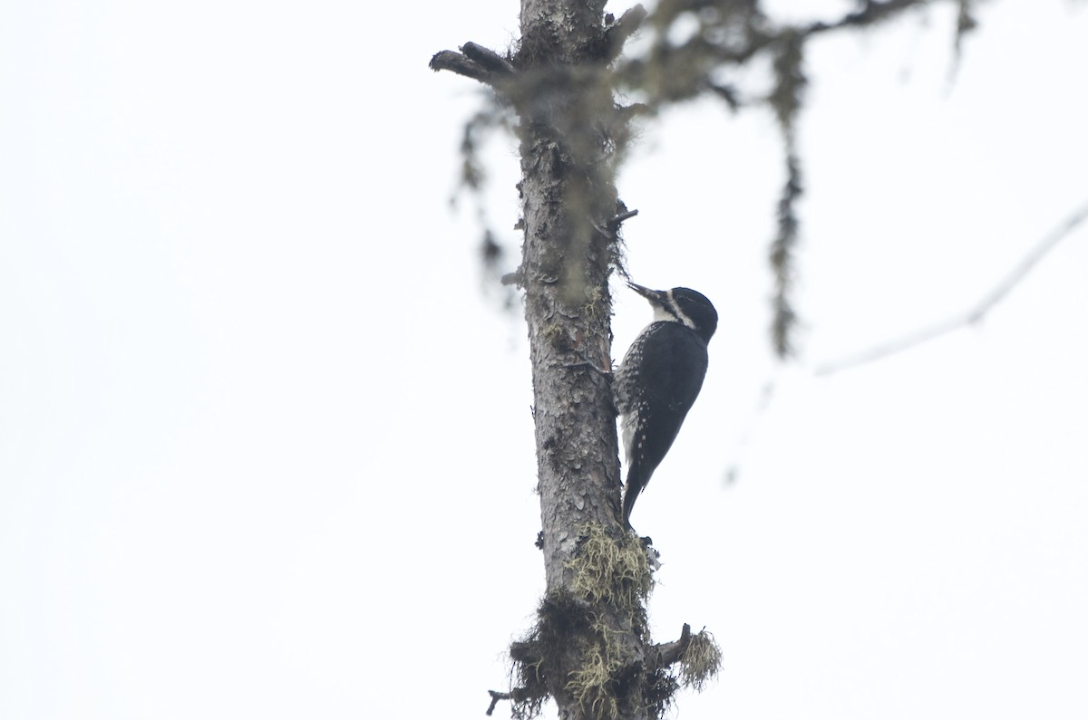 Black-backed Woodpecker - ML169100111