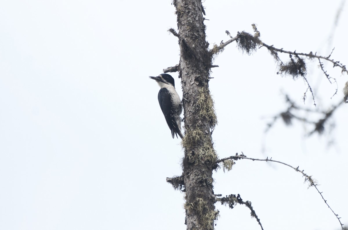 Black-backed Woodpecker - ML169100131