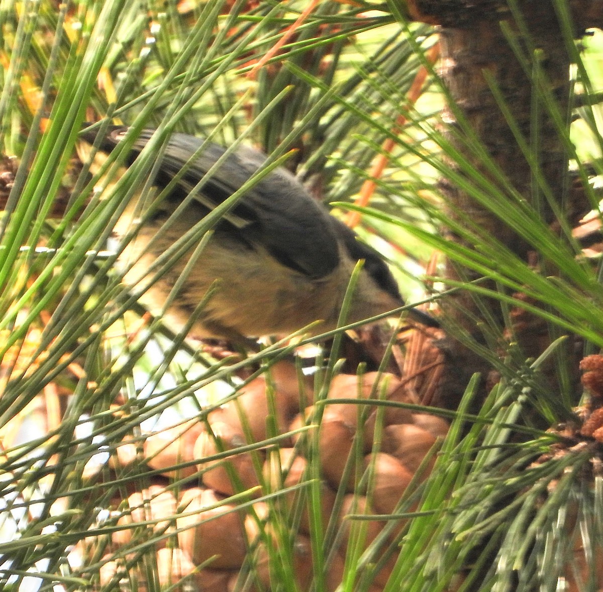 Pygmy Nuthatch - ML169100471