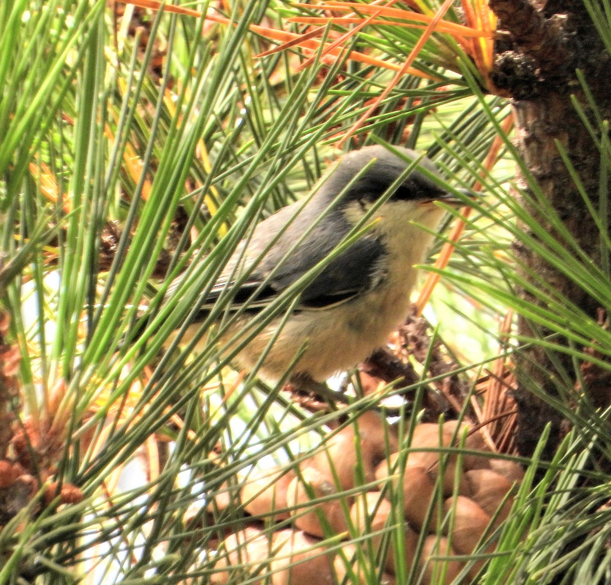 Pygmy Nuthatch - ML169100481